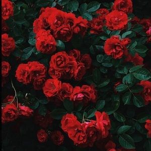 Meet your Posher, Danae